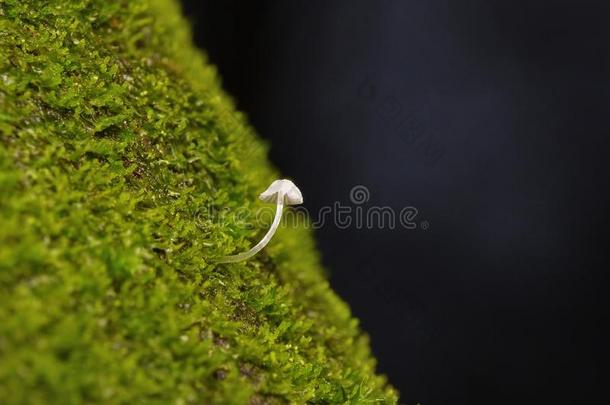 极小的蘑菇生长的从树树枝-宏指令摄影