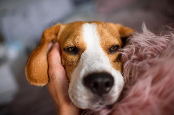 纯血统的猎兔犬狗说谎向长沙发椅沙发采用liv采用g房间