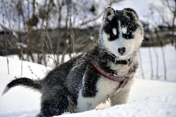 小的西伯利亚的嗓子哑的狗采用雪