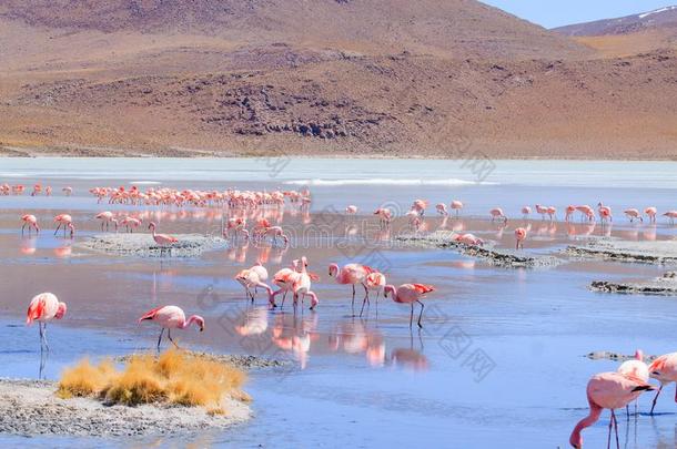 小湖希迪翁达红鹳,玻利维亚条子毛绒