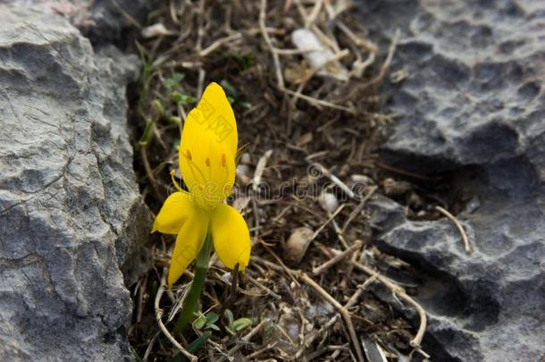 黄色的花种植出局关于指已提到的人<strong>地面</strong>