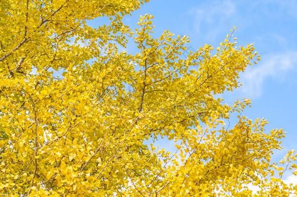 黄色的银杏树叶子树