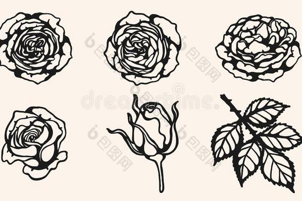 玫瑰装饰矢量在旁边手绘画