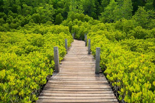 木制的桥在红树林采用桐树叉子齿皮带或金色的曼格罗夫
