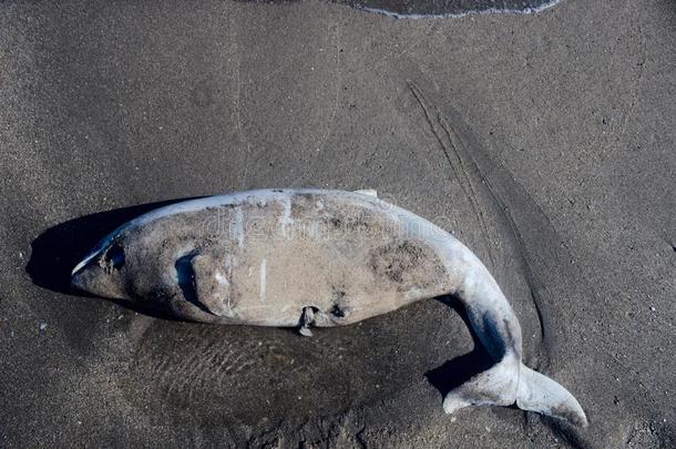 死去的海豚投向海滩