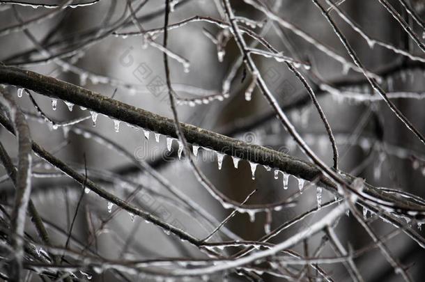 林地肢滴和冰
