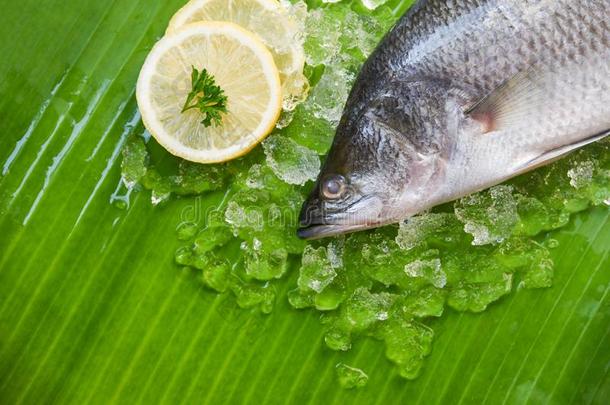 新鲜的海低音歌唱家鱼为烹饪术/海产食品生的海低音歌唱家鱼盘子