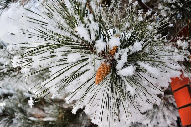 大量的和使结<strong>冰霜</strong>松树树枝向一使结<strong>冰霜</strong>y和煦的：照到阳光的d一y