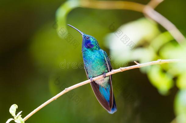 蜂鸟,人名地中海,美丽的绿色的蓝色蜂鸟