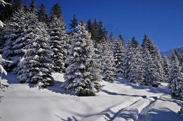 阿尔卑斯山的路大量的和雪