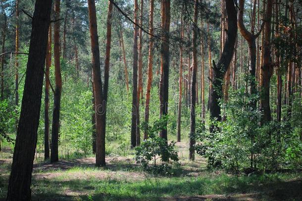 绿色的森林.令人毛骨悚然的绿色的森林.带色彩的照片关于绿色的森林