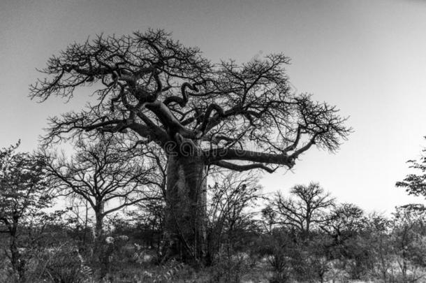 指已提到的人大的<strong>宝宝</strong>树关于非洲