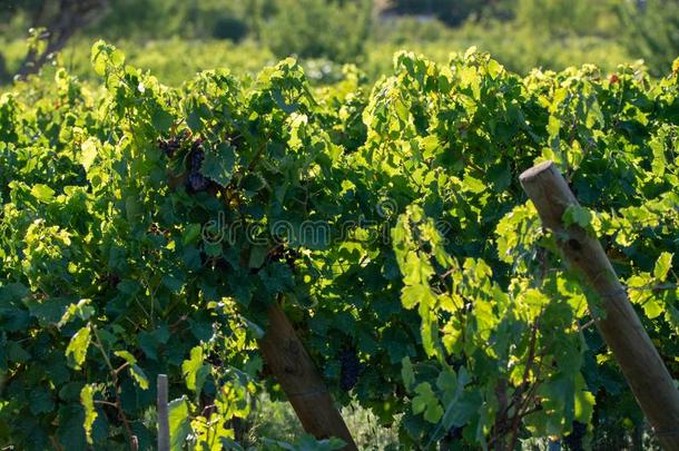 <strong>个人简历</strong>葡萄酒酿造厂红色的葡萄酒葡萄葡萄园采用普罗旺斯,南方关于法国