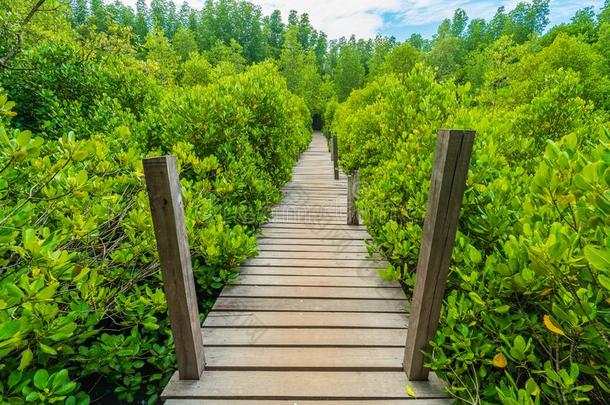 木制的桥在红树林采用桐树叉子齿皮带或金色的曼格罗夫
