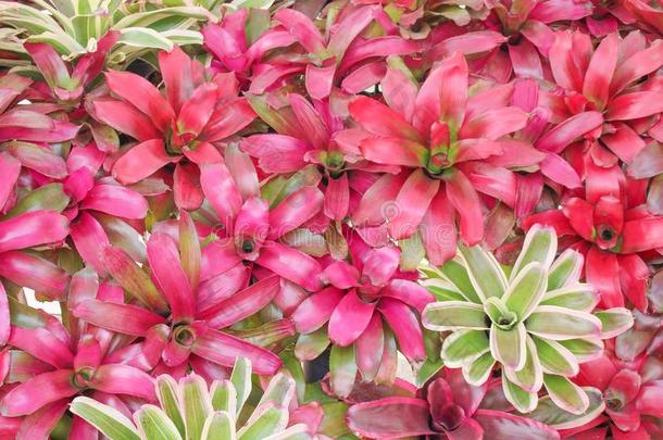 富有色彩的花装饰的红色的和绿色的<strong>凤梨</strong>科植物或附生<strong>凤梨</strong>英语字母表的第6个字母