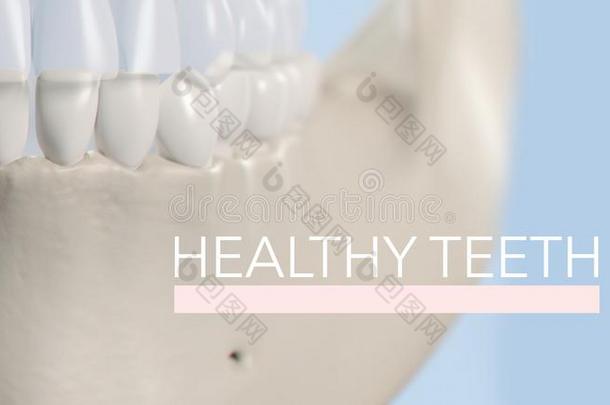 结构的牙齿的模型关于人牙为牙医业,牙齿的汽车