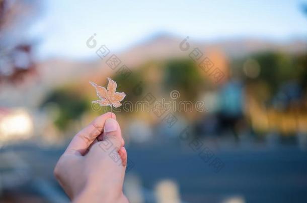 手采摘冷冻的枫树叶子采用秋季节