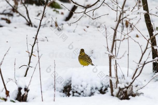 黄色的麻雀向一下雪的地面