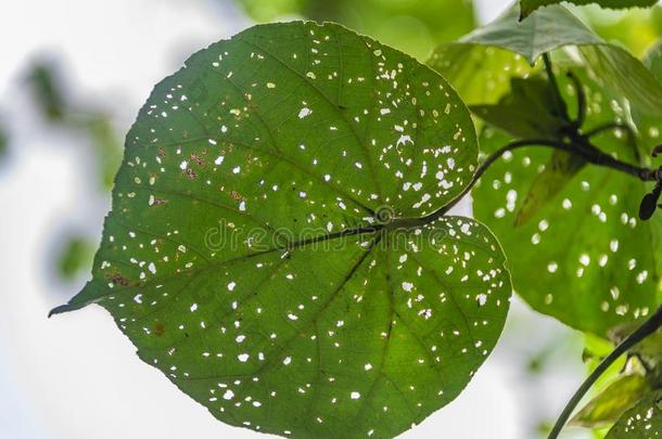 树叶采用指已提到的人热带的丛林采用印尼.新鲜的植物关于托普利