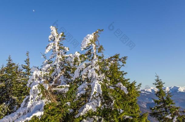 冷杉树满的关于雪和指已提到的人月亮采用指已提到的人背景