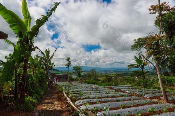 绿色的植物和台阶园向指已提到的人山峰关于山