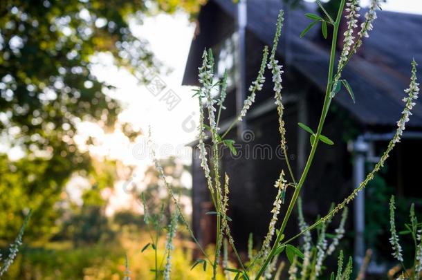 指已提到的人植物│草木犀属铅白