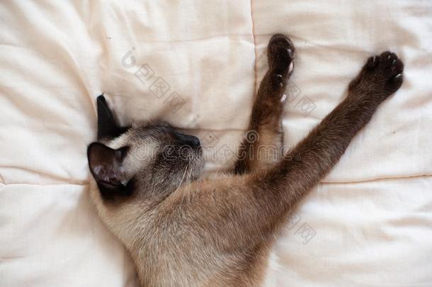 暹罗人猫睡眠