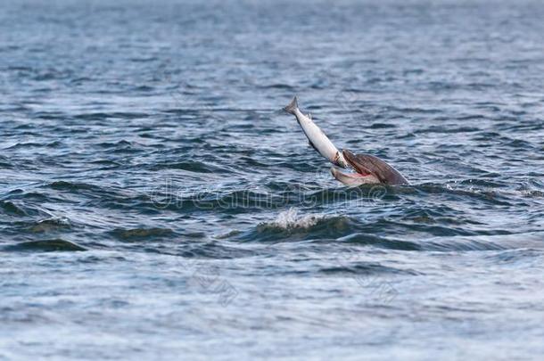 闹着玩的野生的宽吻海豚海豚宽吻海豚属坎
