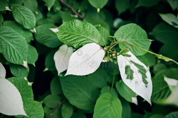 白色的和绿色的树叶关于猕猴桃柱,猕猴桃ceae或