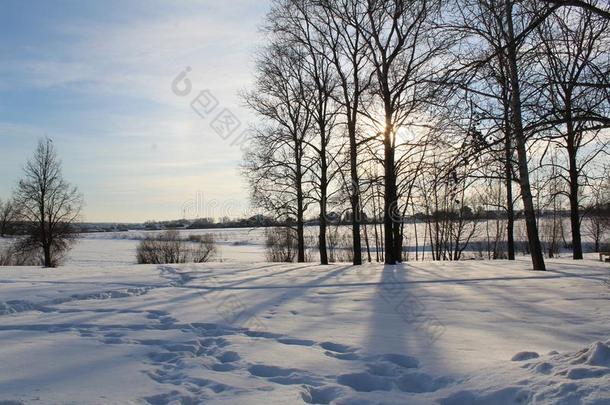 树下雪的冬向一寒冷的,和煦的：照到阳光的d一y