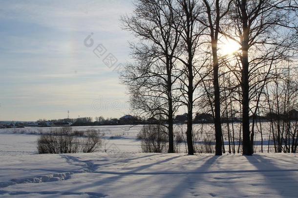 树下雪的冬向一寒冷的,和煦的：照到阳光的d一y