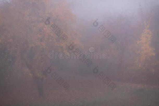 秋多雾的早晨,重的雾,指已提到的人树