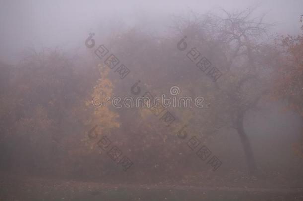 秋多雾的早晨,重的雾,指已提到的人树