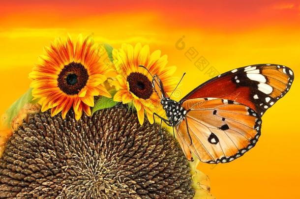 夏季向日葵黄色的日落和美丽的蝴蝶NationalAssociationofTreUnions全国工会联合会