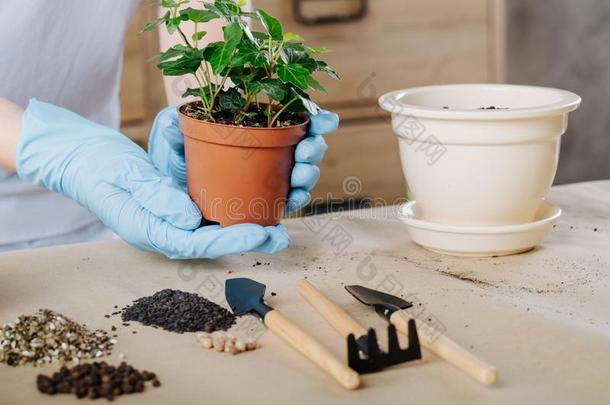 寓所园艺室内植物陶器制造泥土工具