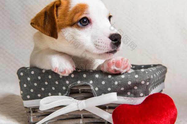 千斤顶拉塞尔英国工程师小猎狗小狗狗采用指已提到的人篮和红色的心