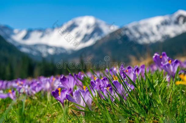 美丽的草地和盛开的紫色的番红花属向堆雪人人名