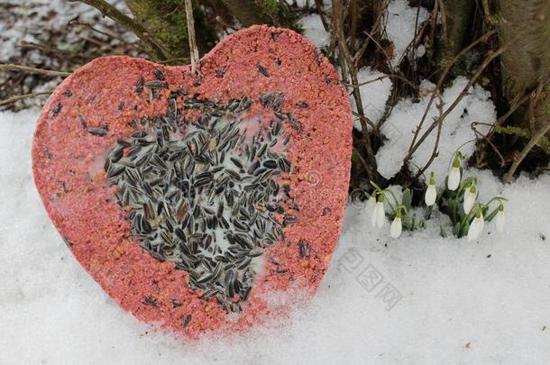 鸟食物采用指已提到的人雪