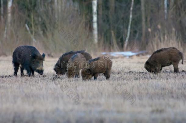 组关于野生的公猪采用搜寻关于食物向敞开的地面采用黄昏前夕