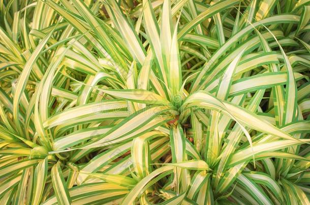 龙血树属植物<strong>桂</strong>花采用花园,绿色的装饰的植物自然的爸