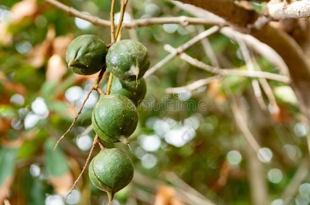成熟的澳大利亚坚果发疯的处理方法向澳大利亚坚果树准备好的为收割