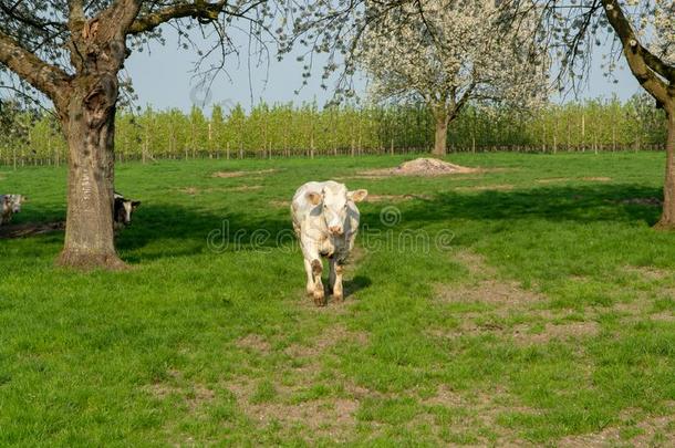 比利时人蓝色奶牛,很大的特殊的牛肉牛和双的-穆斯克
