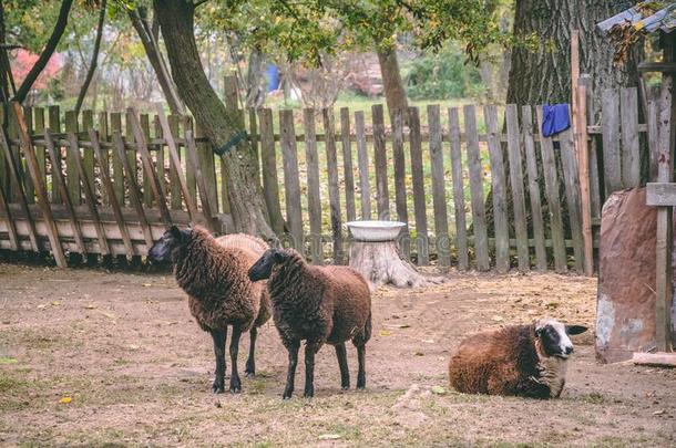 棕色的绵羊在指已提到的人农场
