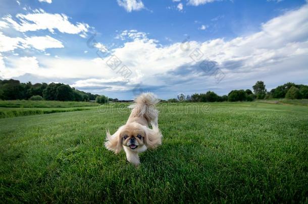 幸福的北京人狗向绿色的草地