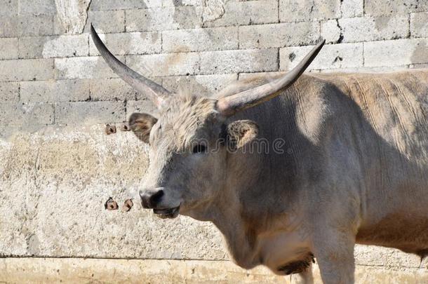 没射中原始的<strong>金牛座</strong>匈牙利的灰色的<strong>金牛座</strong>股份照片