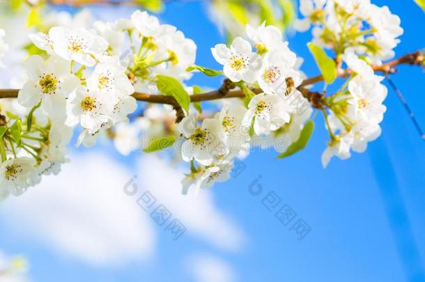 春季花背景.日本人春季风景春季花