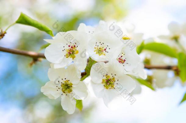 美丽的特写镜头春季开花树.日本人春季风景优美的