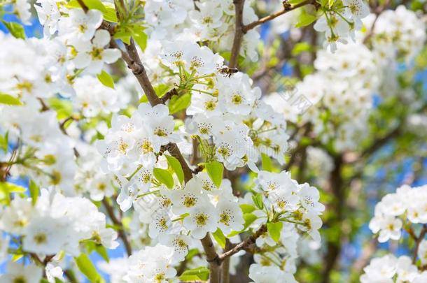 春季花树.自然的背景..日本人春季场景