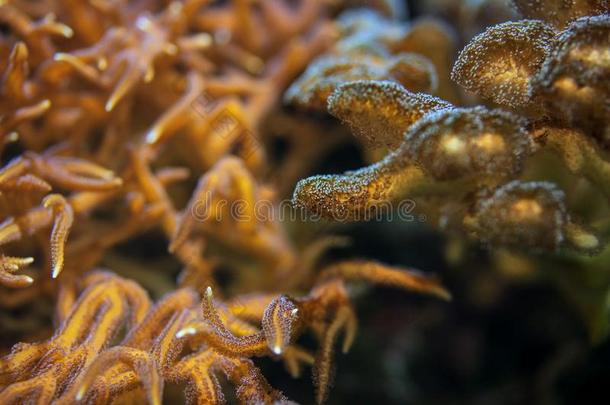 在水中的照片,海珊瑚和银莲花<strong>触手</strong>荧光的采用