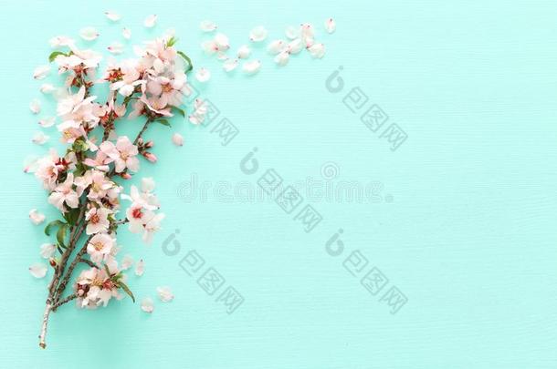 照片关于春季白色的樱桃花树向彩色粉笔薄荷木制的